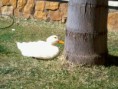 /album/fotogaleria-patito/a2012-03-17-11-44-35-jpg/